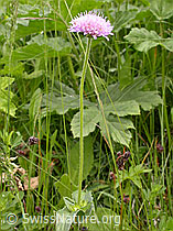 Foto: Wald-Witwenblume