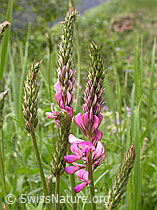 F003345: Saat-Esparsette, Blüten