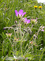 Foto: Wald-Storchschnabel