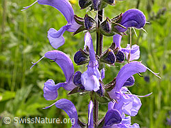 Foto: Wiesen-Salbei, Blüte