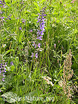 Foto: Wiesen-Salbei