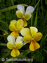 F003383: Zweiblütiges Veilchen