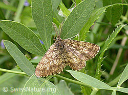 Foto: Heidespanner (Ematurga atomaria)