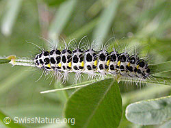 Photo: Grosses Fünffleck-Widderchen (Zygaena lonicerae), Raupe