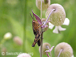 Photo: Kleiner Wiesengrashüpfer (Chorthippus dorsatus)