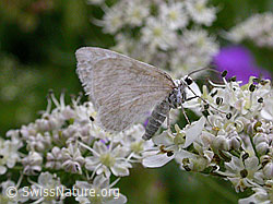 F003433: Unbekannter Schmetterling