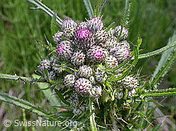 Foto: Sumpf-Kratzdistel kurz vor der Blüte