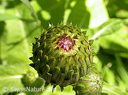Foto: Verschiedenblättrige Kratzdistel, Knospe