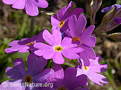 Foto: Mehl-Primel, Blüten