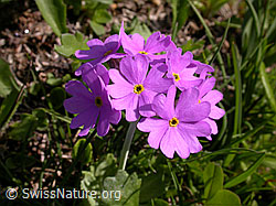Foto: Blüten der Mehl-Primel