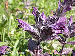 Foto: Alpenhelm, Blüte