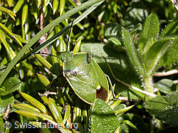 Foto: Wacholderwanze (Chlorochroa juniperina)