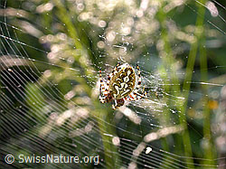 Photo: Eichblatt-Radspinne