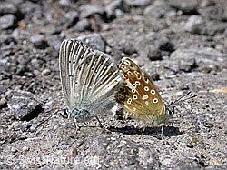 Himmelblaue Bläulinge (F004469)