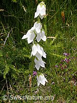 Foto: Bärtige Glockenblume (Campanula barbata)