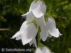 Foto: Bärtige Glockenblume (Campanula barbata)