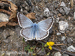 Foto: Silbergrüner Bläuling, Männchen