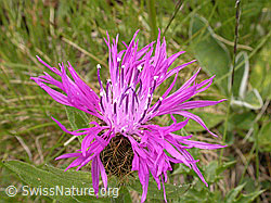 Foto: Federige Flockenblume, Blüte