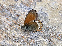 Foto: Alpen-Wiesenvögelchen (Coenonympha gardetta)