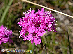 Foto: Alpen-Pechnelke, Blüten