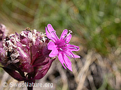 Foto: Alpen-Pechnelke, Blüte