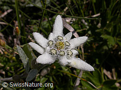 Foto: Edelweiss, Blüte