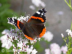Gebräuchlicher Baldrian (Valeriana officinalis)