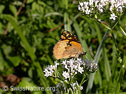 Gebräuchlicher Baldrian (Valeriana officinalis)