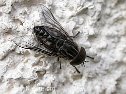 Pferdebremse (Tabanus sudeticus) (F004828) Pferdebremse (Tabanus sudeticus) (F004828)
