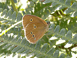 Brauner Waldvogel (Aphantopus hyperantus) (F004835)