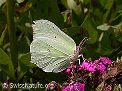 Zitronenfalter (Gonepteryx rhamni) (F004839) Zitronenfalter (Gonepteryx rhamni) (F004839)