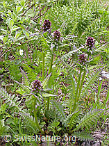 Foto: Gestutztes Läusekraut (Pedicularis recutita)