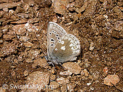 Foto: Heller Alpenbläuling