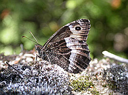 Walliser Waldportier (Hipparchia genava) (F005048)