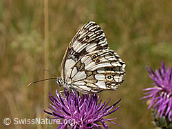 Schachbrett (Melanargia galathea) auf Skabiosen-Flockenblume (Centaurea scabiosa) (F005062)