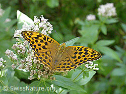 Photo: Argynnis paphia