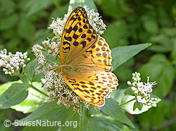 Photo: Argynnis paphia