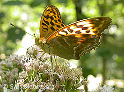 Photo: Argynnis paphia
