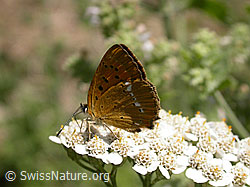 Photo: Lycaena virgaureae