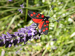 Foto: Hufeisenklee-Widderchen auf Lavendel