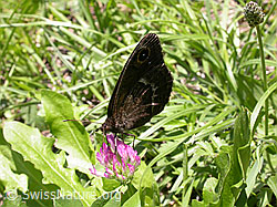 Foto: Weisskernauge (Satyrus ferula), Männchen