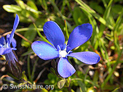 Foto: Bayrischer Enzian, Blüte