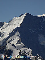 F005196: Schwarzhorn: Ochs