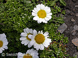 Foto: Hallers Margerite