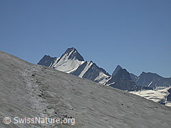 F005206: Schneefeld und Lauteraarhorn, Schreckhorn, Finsteraarhorn