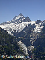 F005243: First: Lauteraarhorn, Schreckhorn, Klein Schreckhorn