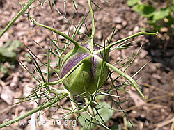 F005255: Gretchen im Busch, Fruchtknoten