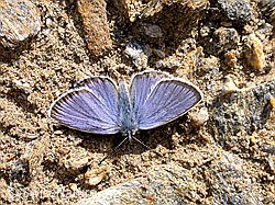 F005313: Bläuling