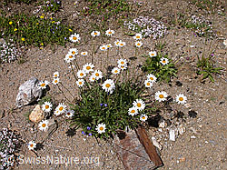 Foto: Gemeine Margeriten