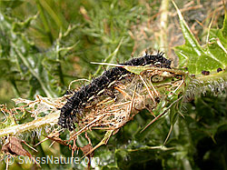 Photo: Raupe des Grossen Perlmutterfalters